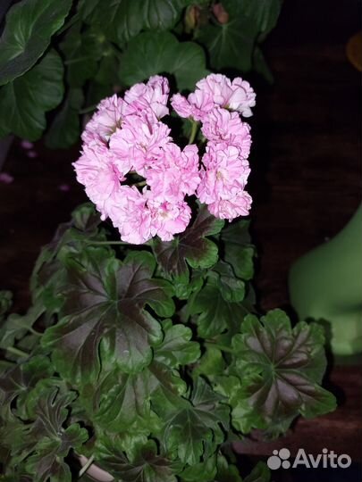 Пеларгонии компактные
