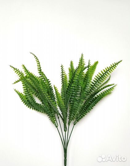 Растения для гостиной папоротник опт