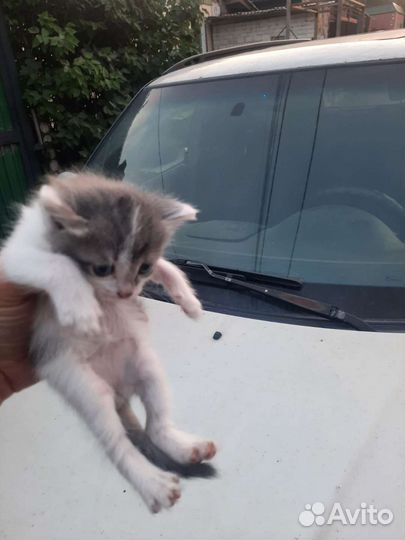 Отдам котят