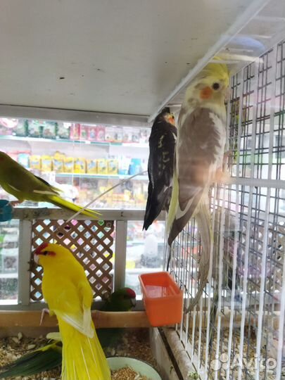 Попугай корелла