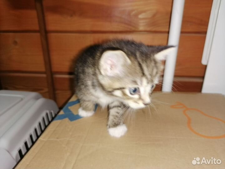 Котята в добрые руки приучены к лотку