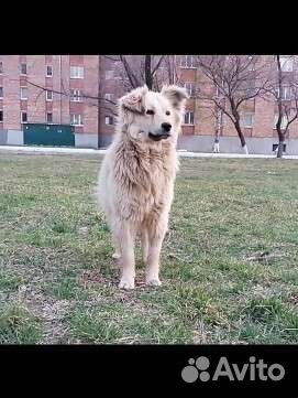 Собака Дэнни