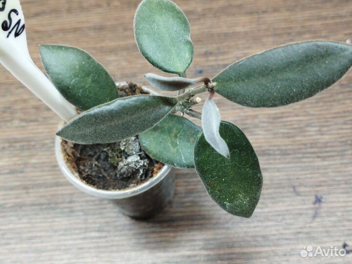 Хойи черенки 1