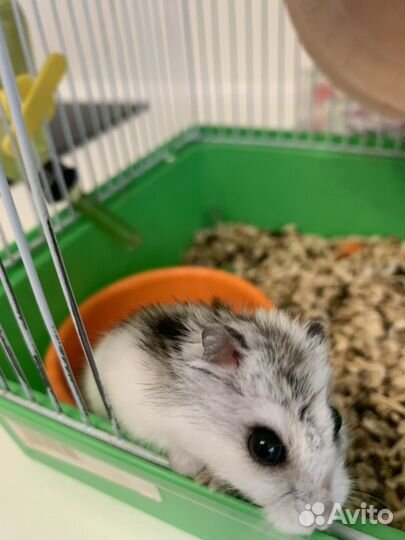 Джунгарский хомяк с клеткой бесплатно