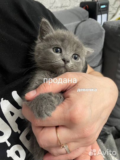 Шотландские котята