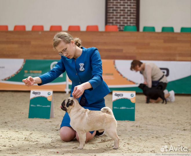 Профессиональный хендлер