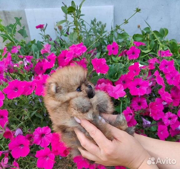 Померанский шпиц мини