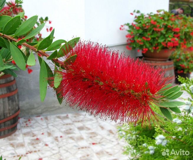 Каллистемон лимонный (семена)