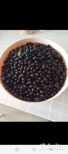 Черноплодная рябина ягоды