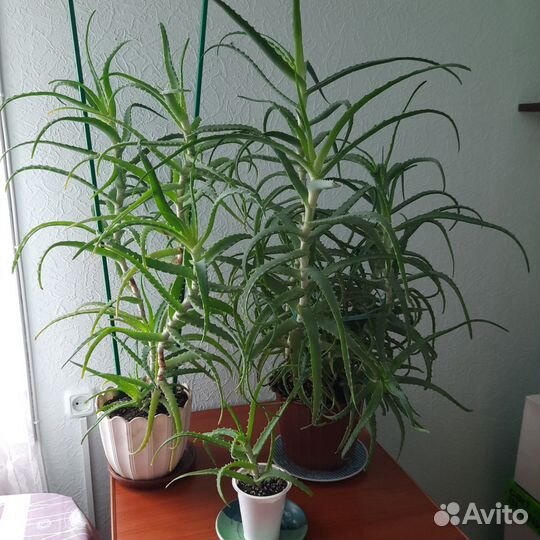 Алоэ - столетник