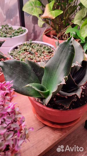 Сансевиерия стар роуз