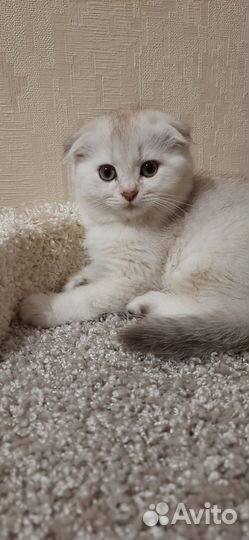 Шотландская