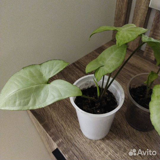 Сингониум белая бабочка сортовой