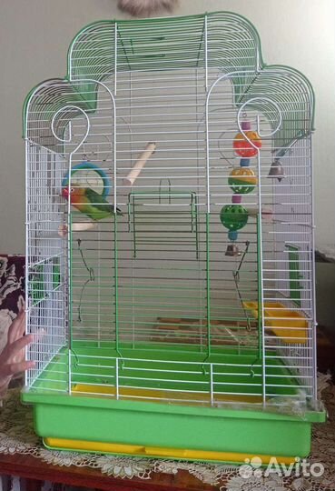 Попугай неразлучник. Нужен мальчик для птенцов