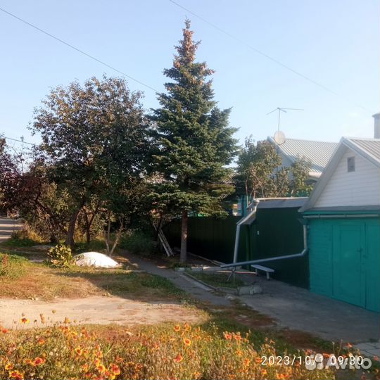 Ель голубая крупномер