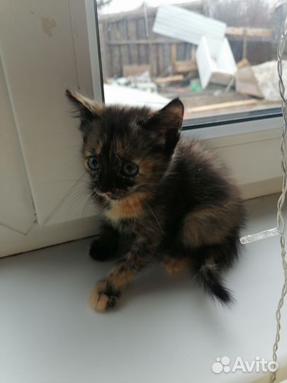Котенок девочка в добрые руки