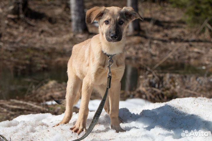 Славный малыш, щеночек Бакки.Лесной приют