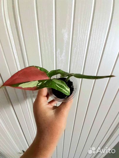 Сингониум Ред спот и Фикус Коконат крем брони нет