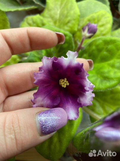 Укоереные листья набор