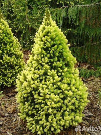 Ель канадская Дейзи Уайт и Рейнбоуз Энд