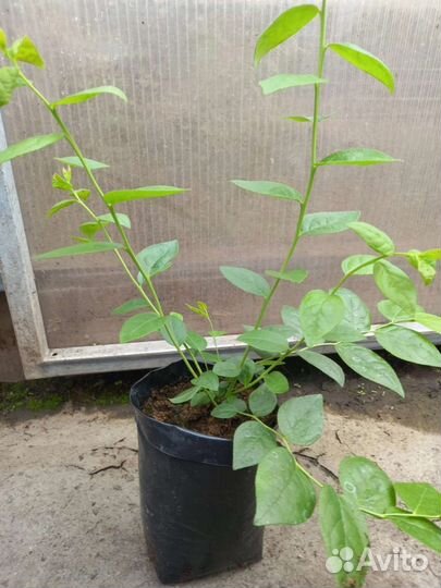 Саженцы голубики