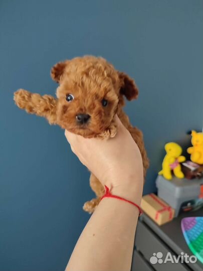 Той-пудель тикап девочка