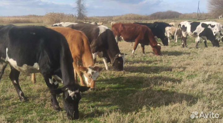 Коровы молочные стельные