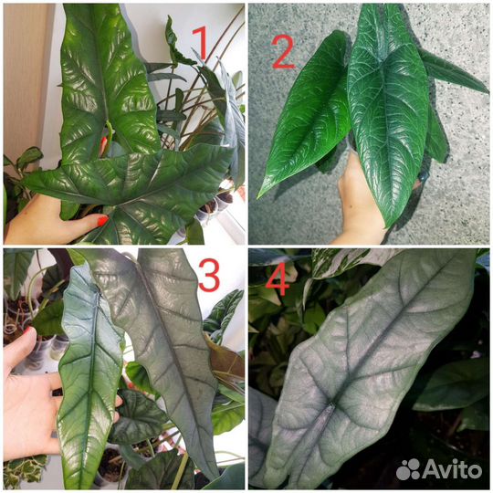 Алоказии Клубни