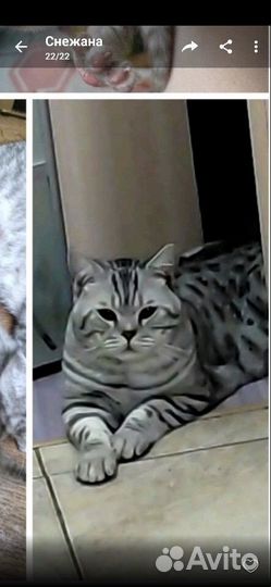 Британские котята