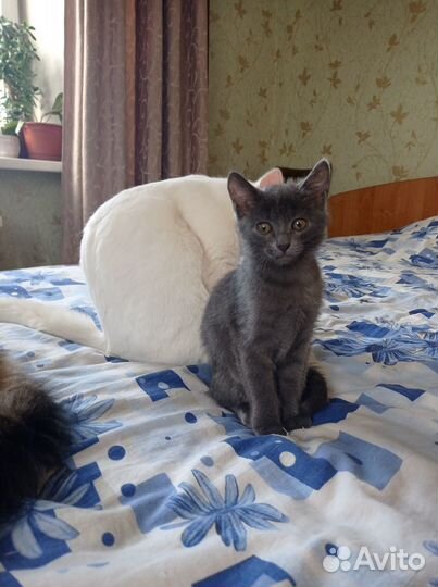 Кошечка Ириска