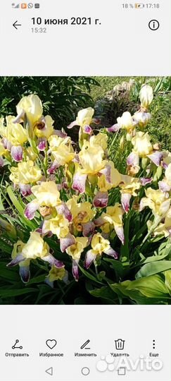 Лилейник 150р,ирисы100,колокольчик100бадан 80