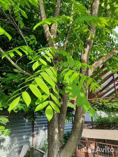 Маньчжурский орех