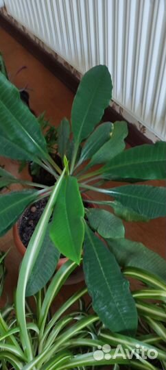 Комнатные цветы