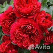 Роза Леонардо до Винчи ред флорибунда