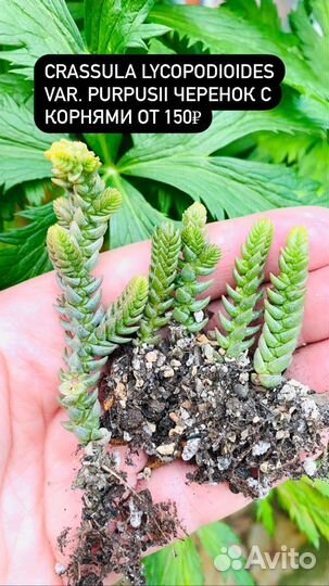 Суккуленты