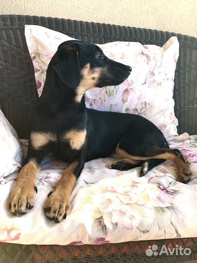 Щенок ищет семью