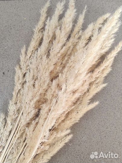 Сухоцвет вейник