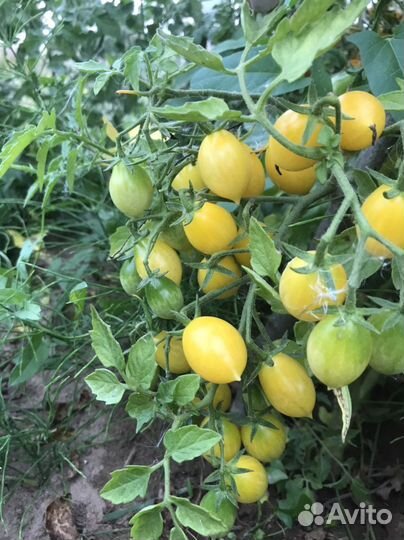 Семена коллекционных томатов. Рассада