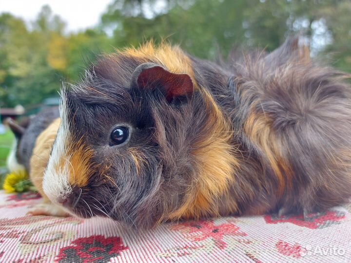 Морские свинки разных окрасов