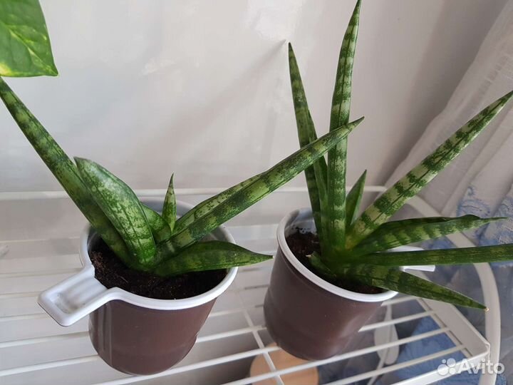 Сансевиерия бонселенсис