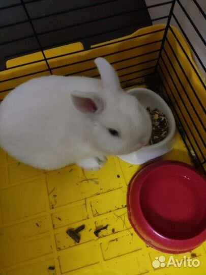 Карликовый кролик