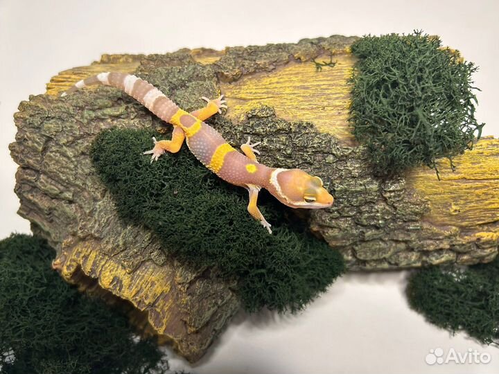 Эублефар (Eublepharis macularius)