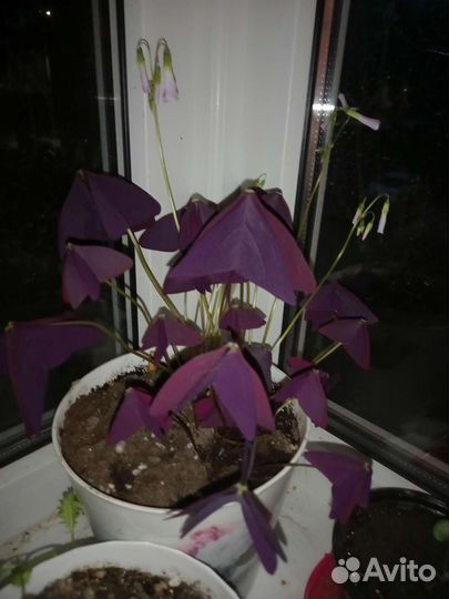 Комнатные цветы