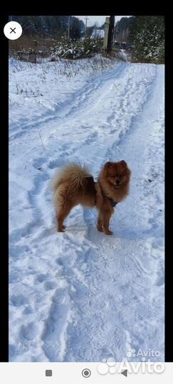 Немецкий шпиц вязка