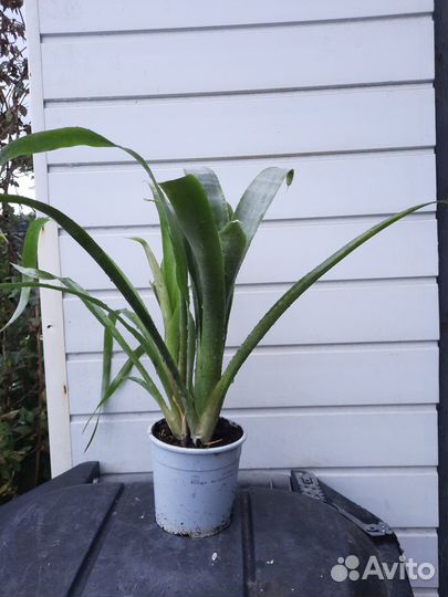 Бильбергия