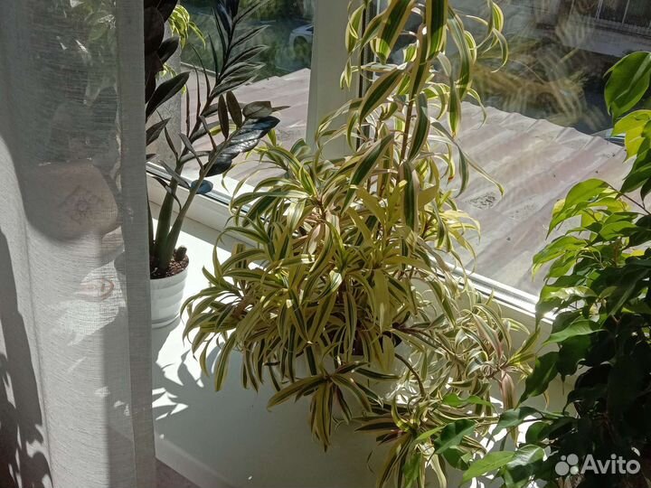 Драцена песня индии