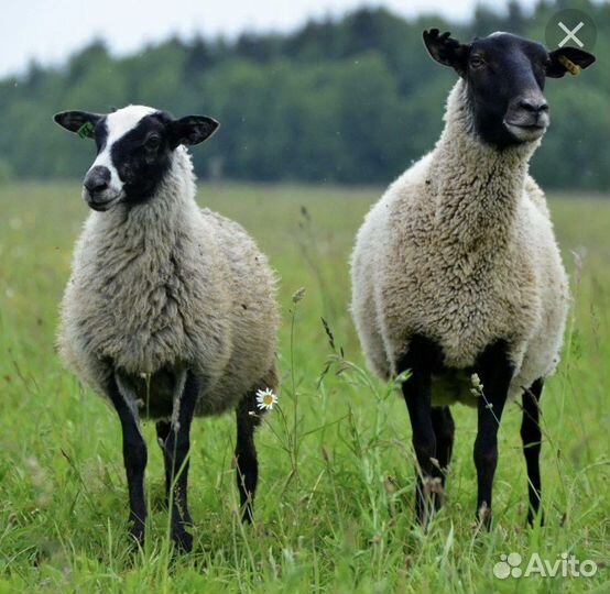 Овцы романовской породы