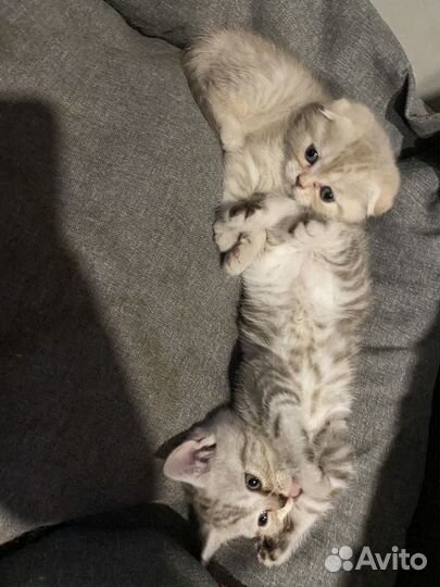 Шотландская вислоухая кошка