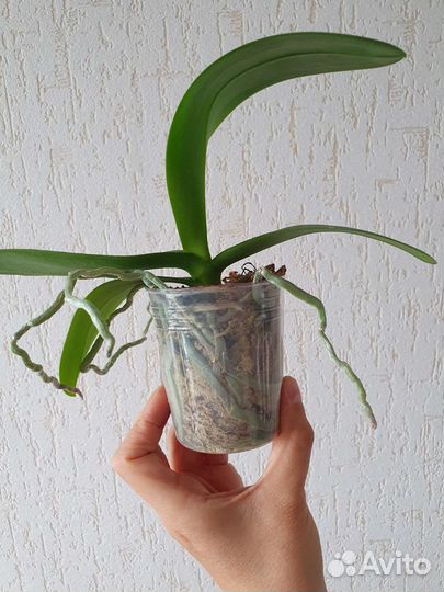 Орхидея Phal. Champion Lightning
