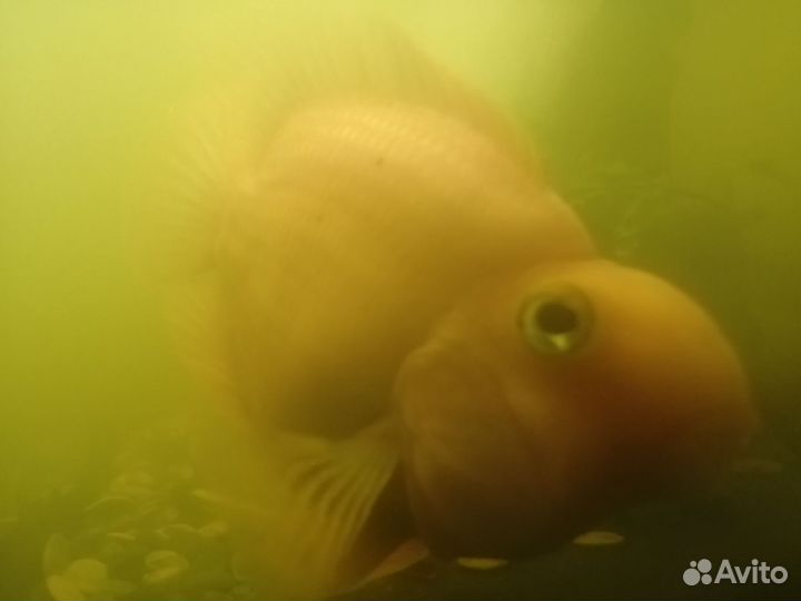 Аквариумные рыбки